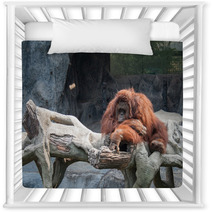 Orangutan Lying On The Rock Nursery Decor 89897277