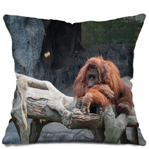 Orangutan Lying On The Rock Pillows 89897277