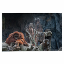 Orangutan Lying On The Rock Rugs 86489434