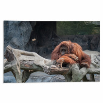 Orangutan Lying On The Rock Rugs 89897277