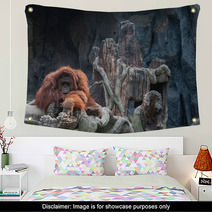 Orangutan Lying On The Rock Wall Art 86489434