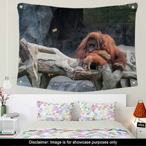 Orangutan Lying On The Rock Wall Art 89897277