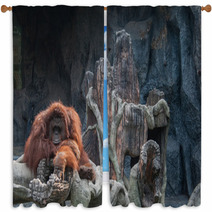 Orangutan Lying On The Rock Window Curtains 86489434