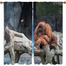 Orangutan Lying On The Rock Window Curtains 89897277