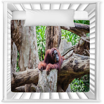 Orangutan Nursery Decor 91080846