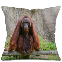 Orangutan Pillows 58663736