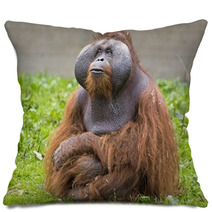 Orangutan Pillows 74398113