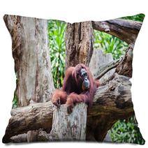 Orangutan Pillows 91080846
