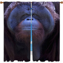 Orangutan Portrait. A Portrait Of The Young Orangutan Close Up At A Short Distance. Bornean Orangutan (Pongo Pygmaeus) In The Wild Nature. Island Borneo. Indonesia. Window Curtains 98803906