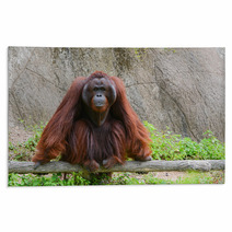 Orangutan Rugs 58663736