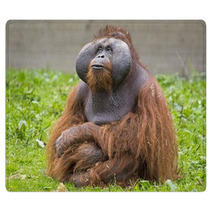 Orangutan Rugs 74398113