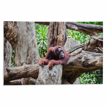 Orangutan Rugs 91080846