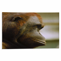 Orangutan Rugs 97496460