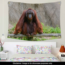 Orangutan Wall Art 58663736
