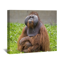 Orangutan Wall Art 74398113