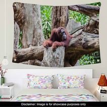Orangutan Wall Art 91080846