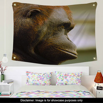 Orangutan Wall Art 97496460
