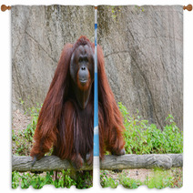Orangutan Window Curtains 58663736