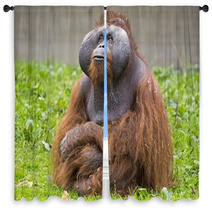 Orangutan Window Curtains 74398113