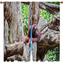 Orangutan Window Curtains 91080846