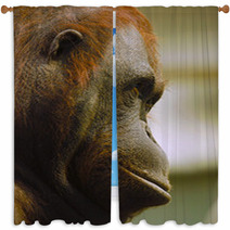 Orangutan Window Curtains 97496460