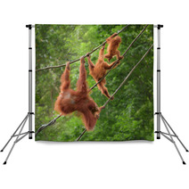 Orangutangs In Funny Poses Walking On A Rope Backdrops 82988580