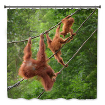 Orangutangs In Funny Poses Walking On A Rope Bath Decor 82988580
