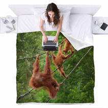Orangutangs In Funny Poses Walking On A Rope Blankets 82988580