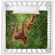 Orangutangs In Funny Poses Walking On A Rope Nursery Decor 82988580