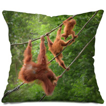 Orangutangs In Funny Poses Walking On A Rope Pillows 82988580