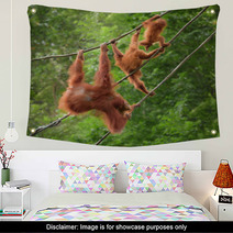 Orangutangs In Funny Poses Walking On A Rope Wall Art 82988580