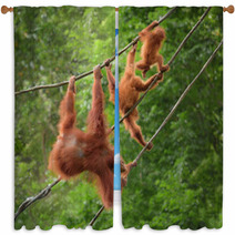 Orangutangs In Funny Poses Walking On A Rope Window Curtains 82988580