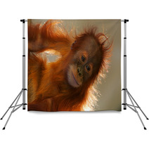 Orangutans Backdrops 5862946