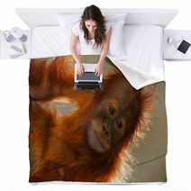 Orangutans Blankets 5862946