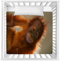 Orangutans Nursery Decor 5862946