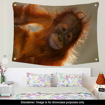 Orangutans Wall Art 5862946