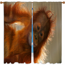 Orangutans Window Curtains 5862946