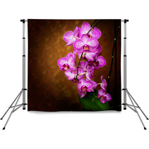 Orchid Backdrops 48075175