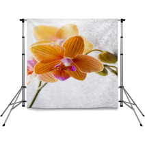 Orchid. Backdrops 72605027