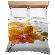 Orchid. Bedding 72605027