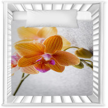 Orchid. Nursery Decor 72605027