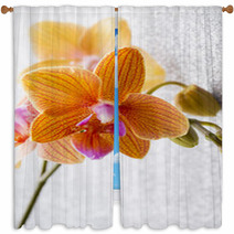 Orchid. Window Curtains 72605027