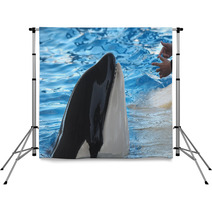 Orcinus Orca Backdrops 60257355
