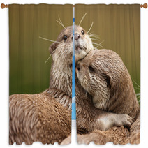 Oriental Short-Clawed Otters Cuddling Window Curtains 34028372