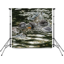 Oriental Short-Clawed Otters Swimming In A River Backdrops 94863352