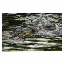 Oriental Short-Clawed Otters Swimming In A River Rugs 94863352