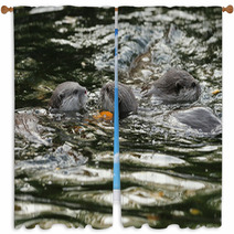 Oriental Short-Clawed Otters Swimming In A River Window Curtains 94863352