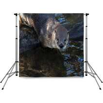 Otter Backdrops 62531276