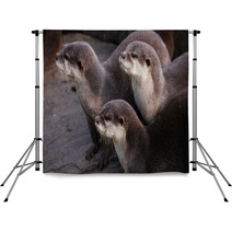 Otter Backdrops 90144213