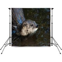 Otter Backdrops 91770798